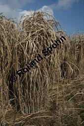 Chinaschilf, Elefantengras, Miscanthus x giganteus, Miscanthus giganteus Kauf von 06905_miscanthus_giganteus_img_2423.jpg