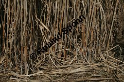 Chinaschilf, Elefantengras, Miscanthus x giganteus, Miscanthus giganteus Kauf von 06905_miscanthus_giganteus_img_2424.jpg