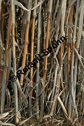 Chinaschilf, Elefantengras, Miscanthus x giganteus, Miscanthus giganteus Kauf von 06905_miscanthus_giganteus_img_2425.jpg