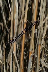 Chinaschilf, Elefantengras, Miscanthus x giganteus, Miscanthus giganteus Kauf von 06905_miscanthus_giganteus_img_2426.jpg