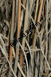 Chinaschilf, Elefantengras, Miscanthus x giganteus, Miscanthus giganteus Kauf von 06905_miscanthus_giganteus_img_2427.jpg