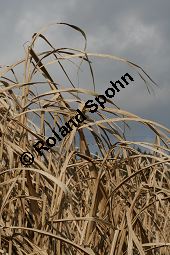 Chinaschilf, Elefantengras, Miscanthus x giganteus, Miscanthus giganteus Kauf von 06905_miscanthus_giganteus_img_2428.jpg