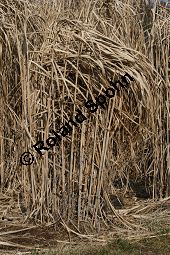 Chinaschilf, Elefantengras, Miscanthus x giganteus, Miscanthus giganteus Kauf von 06905_miscanthus_giganteus_img_2429.jpg