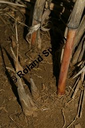 Chinaschilf, Elefantengras, Miscanthus x giganteus, Miscanthus giganteus Kauf von 06905_miscanthus_giganteus_img_2430.jpg