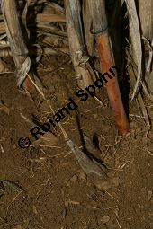 Chinaschilf, Elefantengras, Miscanthus x giganteus, Miscanthus giganteus Kauf von 06905_miscanthus_giganteus_img_2431.jpg