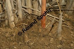 Chinaschilf, Elefantengras, Miscanthus x giganteus, Miscanthus giganteus Kauf von 06905_miscanthus_giganteus_img_2432.jpg