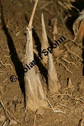 Chinaschilf, Elefantengras, Miscanthus x giganteus, Miscanthus giganteus Kauf von 06905_miscanthus_giganteus_img_2433.jpg