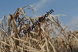 Chinaschilf, Elefantengras, Miscanthus x giganteus, Miscanthus giganteus Kauf von 06905_miscanthus_giganteus_img_2434.jpg