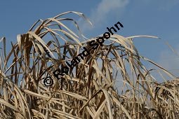 Chinaschilf, Elefantengras, Miscanthus x giganteus, Miscanthus giganteus Kauf von 06905_miscanthus_giganteus_img_2435.jpg