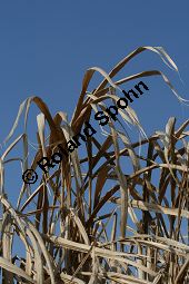 Chinaschilf, Elefantengras, Miscanthus x giganteus, Miscanthus giganteus Kauf von 06905_miscanthus_giganteus_img_2436.jpg