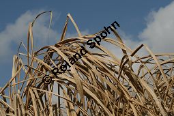 Chinaschilf, Elefantengras, Miscanthus x giganteus, Miscanthus giganteus Kauf von 06905_miscanthus_giganteus_img_2437.jpg