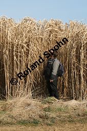 Chinaschilf, Elefantengras, Miscanthus x giganteus, Miscanthus giganteus Kauf von 06905_miscanthus_giganteus_img_2438.jpg