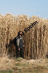 Chinaschilf, Elefantengras, Miscanthus x giganteus, Miscanthus giganteus Kauf von 06905_miscanthus_giganteus_img_2439.jpg