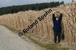 Chinaschilf, Elefantengras, Miscanthus x giganteus, Miscanthus giganteus Kauf von 06905_miscanthus_giganteus_img_2443.jpg