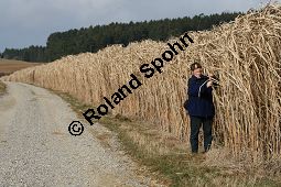 Chinaschilf, Elefantengras, Miscanthus x giganteus, Miscanthus giganteus Kauf von 06905_miscanthus_giganteus_img_2444.jpg