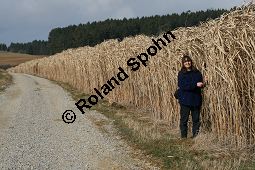 Chinaschilf, Elefantengras, Miscanthus x giganteus, Miscanthus giganteus Kauf von 06905_miscanthus_giganteus_img_2445.jpg