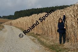 Chinaschilf, Elefantengras, Miscanthus x giganteus, Miscanthus giganteus Kauf von 06905_miscanthus_giganteus_img_2446.jpg