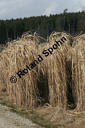 Chinaschilf, Elefantengras, Miscanthus x giganteus, Miscanthus giganteus Kauf von 06905_miscanthus_giganteus_img_2447.jpg