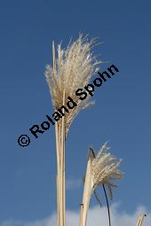 Chinaschilf, Elefantengras, Miscanthus x giganteus, Miscanthus giganteus Kauf von 06905_miscanthus_giganteus_img_2448.jpg