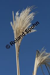 Chinaschilf, Elefantengras, Miscanthus x giganteus, Miscanthus giganteus Kauf von 06905_miscanthus_giganteus_img_2449.jpg