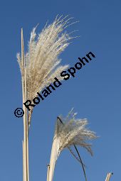 Chinaschilf, Elefantengras, Miscanthus x giganteus, Miscanthus giganteus Kauf von 06905_miscanthus_giganteus_img_2450.jpg