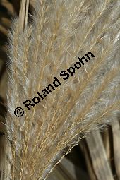 Chinaschilf, Elefantengras, Miscanthus x giganteus, Miscanthus giganteus Kauf von 06905_miscanthus_giganteus_img_2451.jpg