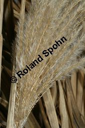 Chinaschilf, Elefantengras, Miscanthus x giganteus, Miscanthus giganteus Kauf von 06905_miscanthus_giganteus_img_2452.jpg