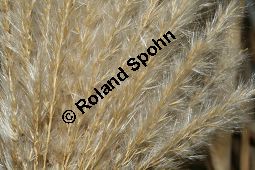 Chinaschilf, Elefantengras, Miscanthus x giganteus, Miscanthus giganteus Kauf von 06905_miscanthus_giganteus_img_2453.jpg