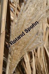 Chinaschilf, Elefantengras, Miscanthus x giganteus, Miscanthus giganteus Kauf von 06905_miscanthus_giganteus_img_2454.jpg