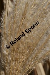 Chinaschilf, Elefantengras, Miscanthus x giganteus, Miscanthus giganteus Kauf von 06905_miscanthus_giganteus_img_2455.jpg