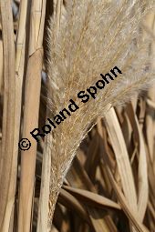 Chinaschilf, Elefantengras, Miscanthus x giganteus, Miscanthus giganteus Kauf von 06905_miscanthus_giganteus_img_2456.jpg