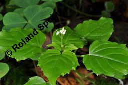 Alpen-Hexenkraut, Circaea alpina, Circaea alpina, Alpen-Hexenkraut, Onagraceae, Habitus blühend Kauf von 06943_circaea_alpina_dsc_2498.jpg