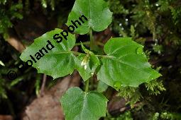 Alpen-Hexenkraut, Circaea alpina, Circaea alpina, Alpen-Hexenkraut, Onagraceae, Habitus blühend Kauf von 06943_circaea_alpina_dsc_2499.jpg