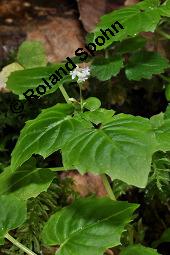 Alpen-Hexenkraut, Circaea alpina, Circaea alpina, Alpen-Hexenkraut, Onagraceae, Habitus blühend Kauf von 06943_circaea_alpina_dsc_2500.jpg