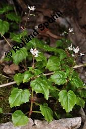 Alpen-Hexenkraut, Circaea alpina, Circaea alpina, Alpen-Hexenkraut, Onagraceae, Habitus blühend Kauf von 06943_circaea_alpina_dsc_2503.jpg