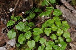 Alpen-Hexenkraut, Circaea alpina, Circaea alpina, Alpen-Hexenkraut, Onagraceae, Habitus blühend Kauf von 06943_circaea_alpina_dsc_2504.jpg
