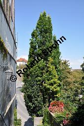 Säulen-Eiche, Stiel-Eiche 'Fastigiata', Quercus robur 'Fastigiata', Fagaceae, Quercus robur 'Fastigiata', Säulen-Eiche, Säuleneiche, Stiel-Eiche 'Fastigiata', Habitus Kauf von 06992_quercus_robur_fastigiata_dsc_0182.jpg