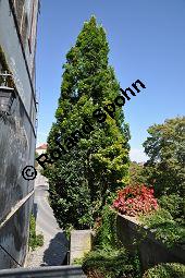 Säulen-Eiche, Stiel-Eiche 'Fastigiata', Quercus robur 'Fastigiata', Fagaceae, Quercus robur 'Fastigiata', Säulen-Eiche, Säuleneiche, Stiel-Eiche 'Fastigiata', Habitus Kauf von 06992_quercus_robur_fastigiata_dsc_0183.jpg