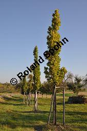 Säulen-Eiche, Stiel-Eiche 'Fastigiata', Quercus robur 'Fastigiata', Fagaceae, Quercus robur 'Fastigiata', Säulen-Eiche, Säuleneiche, Stiel-Eiche 'Fastigiata', Habitus Kauf von 06992_quercus_robur_fastigiata_dsc_0618.jpg