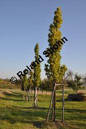 Säulen-Eiche, Stiel-Eiche 'Fastigiata', Quercus robur 'Fastigiata', Fagaceae, Quercus robur 'Fastigiata', Säulen-Eiche, Säuleneiche, Stiel-Eiche 'Fastigiata', Habitus Kauf von 06992_quercus_robur_fastigiata_dsc_0619.jpg