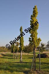 Säulen-Eiche, Stiel-Eiche 'Fastigiata', Quercus robur 'Fastigiata', Fagaceae, Quercus robur 'Fastigiata', Säulen-Eiche, Säuleneiche, Stiel-Eiche 'Fastigiata', Habitus Kauf von 06992_quercus_robur_fastigiata_dsc_0620.jpg