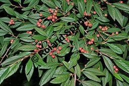 Cotoneaster sargentii, Sargents Zwergmispel, Rosaceae, Cotoneaster sargentii, Sargents Zwergmispel, fruchtend Kauf von 06993_cotoneaster_sargentii_dsc_0298.jpg
