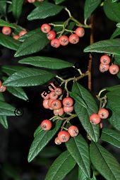 Cotoneaster sargentii, Sargents Zwergmispel, Rosaceae, Cotoneaster sargentii, Sargents Zwergmispel, fruchtend Kauf von 06993_cotoneaster_sargentii_dsc_0300.jpg