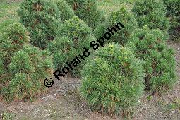 Wald-Kiefer 'Globosa Viridus', Gewöhnliche Föhre 'Globosa viridis', Pinus sylvestris 'Globosa viridis', Pinaceae, Pinus sylvestris 'Globosa viridis', Wald-Kiefer 'Globosa Viridus', Gewöhnliche Föhre 'Globosa viridis', Habitus Kauf von 06995_pinus_sylvestris_globosa_viridis_dsc_0741.jpg