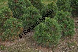 Wald-Kiefer 'Globosa Viridus', Gewöhnliche Föhre 'Globosa viridis', Pinus sylvestris 'Globosa viridis', Pinaceae, Pinus sylvestris 'Globosa viridis', Wald-Kiefer 'Globosa Viridus', Gewöhnliche Föhre 'Globosa viridis', Habitus Kauf von 06995_pinus_sylvestris_globosa_viridis_dsc_0742.jpg