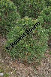 Wald-Kiefer 'Globosa Viridus', Gewöhnliche Föhre 'Globosa viridis', Pinus sylvestris 'Globosa viridis', Pinaceae, Pinus sylvestris 'Globosa viridis', Wald-Kiefer 'Globosa Viridus', Gewöhnliche Föhre 'Globosa viridis', Habitus Kauf von 06995_pinus_sylvestris_globosa_viridis_dsc_0743.jpg