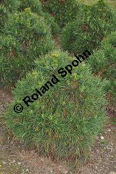 Wald-Kiefer 'Globosa Viridus', Gewöhnliche Föhre 'Globosa viridis', Pinus sylvestris 'Globosa viridis', Pinaceae, Pinus sylvestris 'Globosa viridis', Wald-Kiefer 'Globosa Viridus', Gewöhnliche Föhre 'Globosa viridis', Habitus Kauf von 06995_pinus_sylvestris_globosa_viridis_dsc_0744.jpg