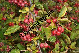 Zierapfel 'Snow Bride', Malus 'Snow Bride', Rosaceae, Malus 'Snow Bride', Zierapfel 'Snow Bride', fruchtend Kauf von 06996_malus_snow_bride_dsc_0749.jpg