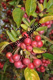 Zierapfel 'Snow Bride', Malus 'Snow Bride', Rosaceae, Malus 'Snow Bride', Zierapfel 'Snow Bride', fruchtend Kauf von 06996_malus_snow_bride_dsc_0750.jpg