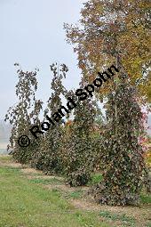 Rot-Buche 'Purple Fountain', Blutbuche 'Purple Fountain', Blut-Buche 'Purple Fountain', Fagus sylvatica 'Purple Fountain', Fagaceae, Fagus sylvatica 'Purple Fountain', Rot-Buche 'Purple Fountain', Blutbuche 'Purple Fountain', Blut-Buche 'Purple Fountain', Habitus Kauf von 06997_fagus_sylvatica_purple_fountain_dsc_0753.jpg